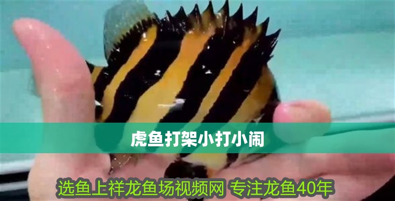 虎魚打架小打小鬧