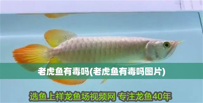 老虎魚有毒嗎(老虎魚有毒嗎圖片)