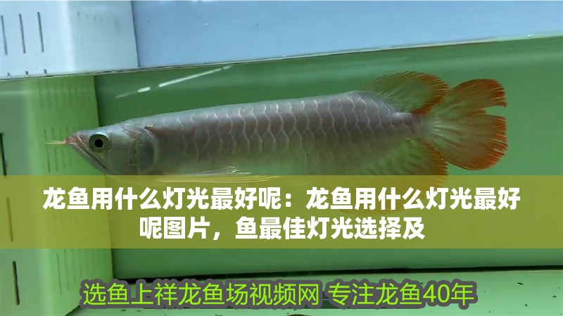 龍魚用什么燈光最好呢：龍魚用什么燈光最好呢圖片，魚最佳燈光選擇及 龍魚用什么燈光最好呢：龍魚用什么燈光最好呢圖片，魚最佳燈光選擇及 水族問答
