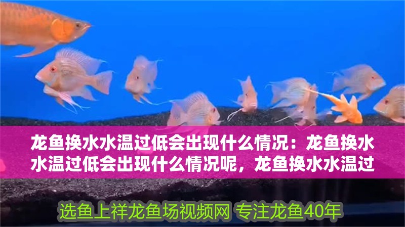 龍魚換水水溫過低會出現什么情況：龍魚換水水溫過低會出現什么情況呢，龍魚換水水溫過低的危害解析