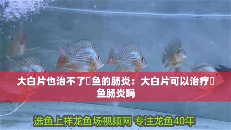 大白片也治不了魟魚的腸炎：大白片可以治療魟魚腸炎嗎 大白片也治不了魟魚的腸炎：大白片可以治療魟魚腸炎嗎 魟魚百科 第2張