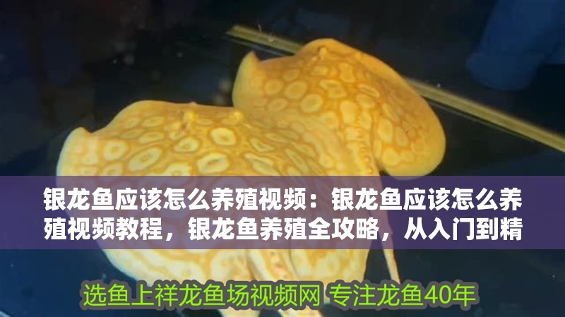 銀龍魚應該怎么養殖視頻：銀龍魚應該怎么養殖視頻教程，銀龍魚養殖全攻略，從入門到精通的視頻教程 銀龍魚應該怎么養殖視頻：銀龍魚應該怎么養殖視頻教程，銀龍魚養殖全攻略，從入門到精通的視頻教程 水族問答