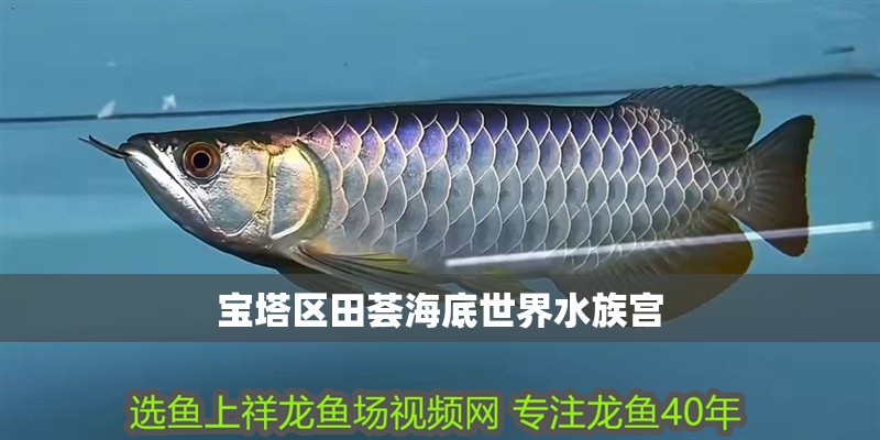 寶塔區田薈海底世界水族宮 寶塔區田薈海底世界水族宮 全國水族館企業名錄 第2張