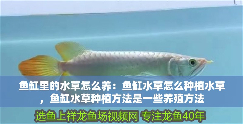 魚缸里的水草怎么養：魚缸水草怎么種植水草，魚缸水草種植方法是一些養殖方法 魚缸里的水草怎么養：魚缸水草怎么種植水草，魚缸水草種植方法是一些養殖方法 魚缸百科