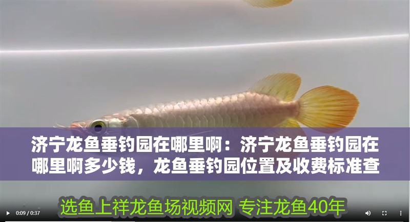 濟寧龍魚垂釣園在哪里啊：濟寧龍魚垂釣園在哪里啊多少錢，龍魚垂釣園位置及收費標準查詢