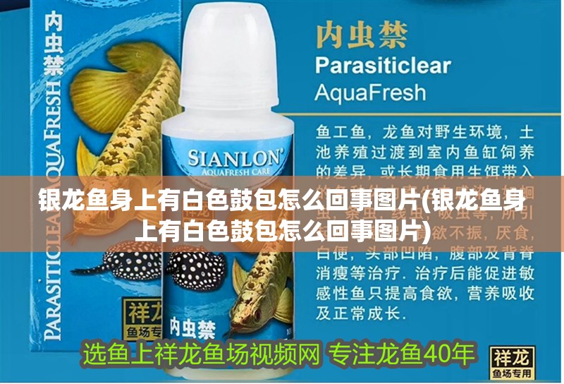 銀龍魚身上有白色鼓包怎么回事圖片(銀龍魚身上有白色鼓包怎么回事圖片) 銀龍魚身上有白色鼓包怎么回事圖片(銀龍魚身上有白色鼓包怎么回事圖片) 銀龍魚百科