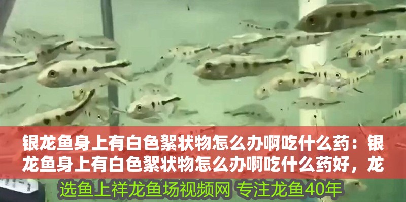 銀龍魚身上有白色絮狀物怎么辦啊吃什么藥：銀龍魚身上有白色絮狀物怎么辦啊吃什么藥好，龍魚現白色絮狀物，該