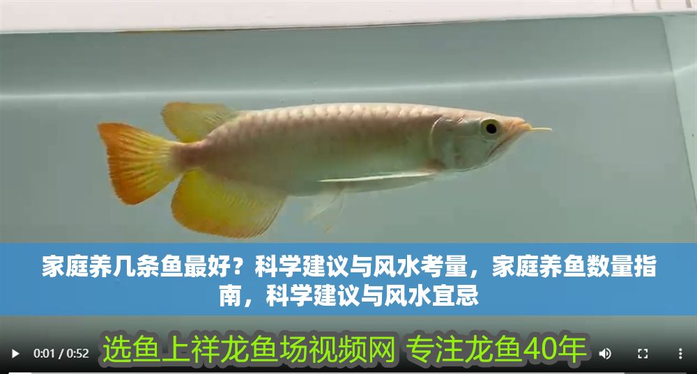 家庭養(yǎng)幾條魚最好？科學(xué)建議與風(fēng)水考量，家庭養(yǎng)魚數(shù)量指南，科學(xué)建議與風(fēng)水宜忌