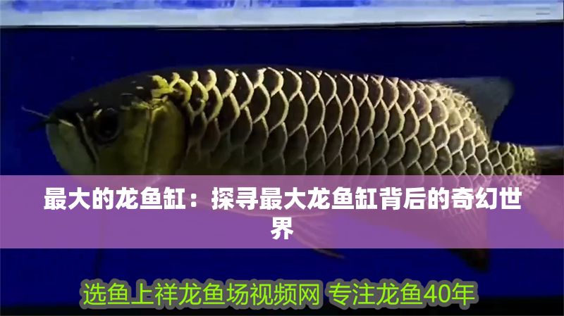 最大的龍魚缸：探尋最大龍魚缸背后的奇幻世界