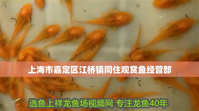 上海市嘉定區(qū)江橋鎮(zhèn)同住觀賞魚經(jīng)營(yíng)部
