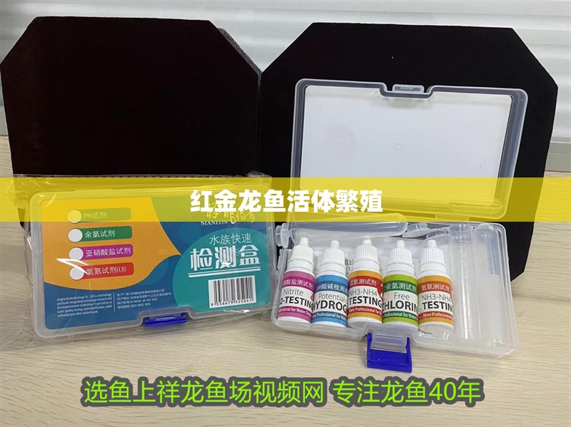 紅金龍魚活體繁殖