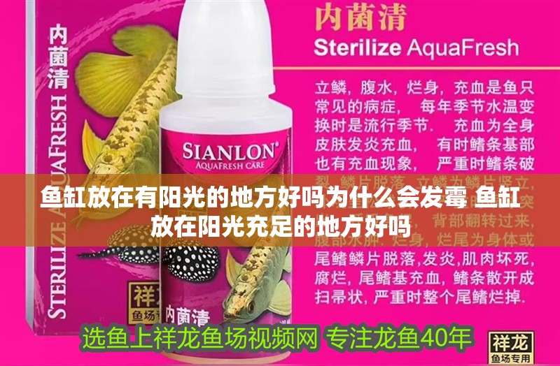 魚缸放在有陽光的地方好嗎為什么會發霉 魚缸放在陽光充足的地方好嗎