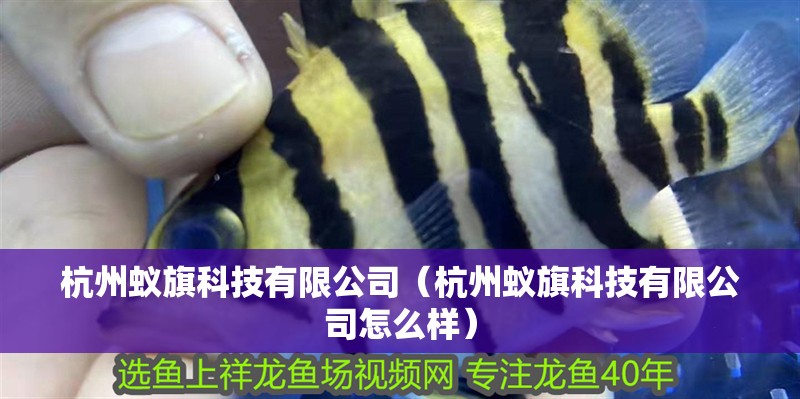 杭州蟻旗科技有限公司（杭州蟻旗科技有限公司怎么樣） 杭州蟻旗科技有限公司（杭州蟻旗科技有限公司怎么樣） 全國水族館企業名錄 第2張