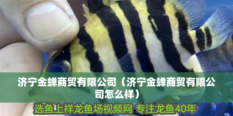 濟寧金蟬商貿有限公司（濟寧金蟬商貿有限公司怎么樣） 濟寧金蟬商貿有限公司（濟寧金蟬商貿有限公司怎么樣） 全國水族館企業名錄 第2張