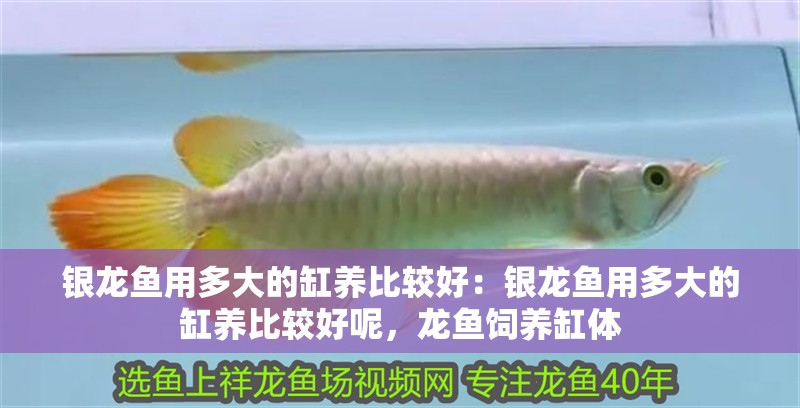 銀龍魚用多大的缸養(yǎng)比較好：銀龍魚用多大的缸養(yǎng)比較好呢，龍魚飼養(yǎng)缸體