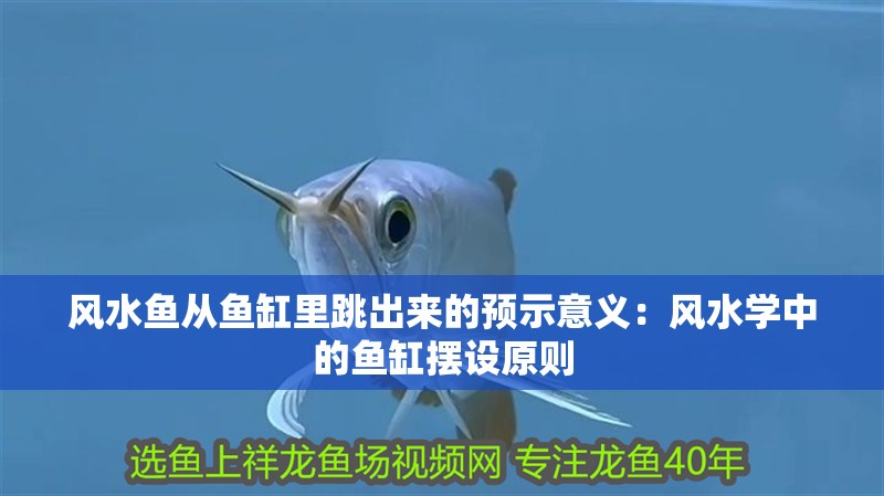 風水魚從魚缸里跳出來的預示意義：風水學中的魚缸擺設原則