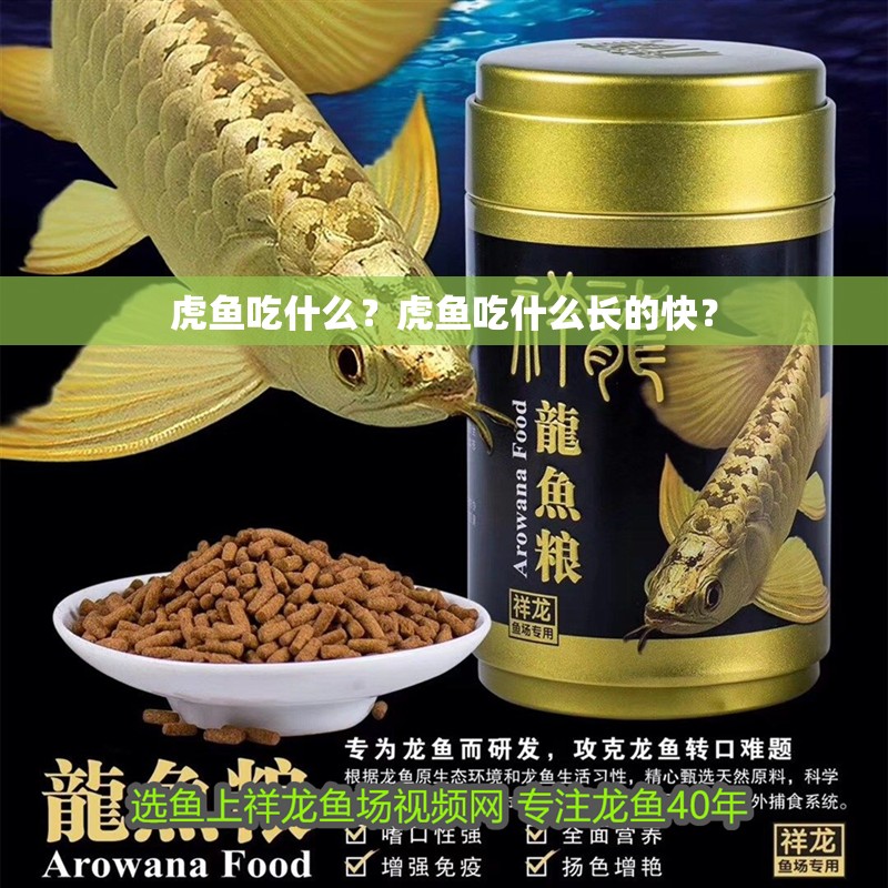 虎魚吃什么？虎魚吃什么長的快？