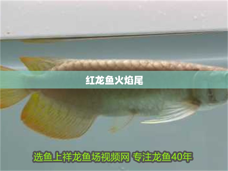 紅龍魚火焰尾
