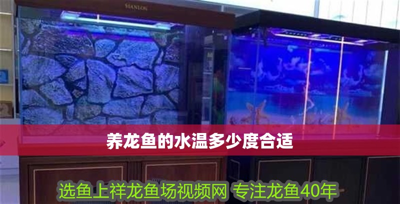 養(yǎng)龍魚的水溫多少度合適
