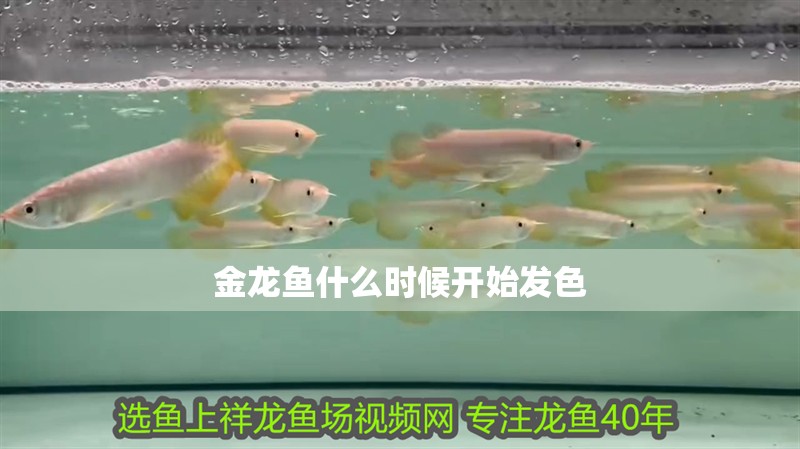 金龍魚什么時候開始發色 金龍魚什么時候開始發色 龍魚百科
