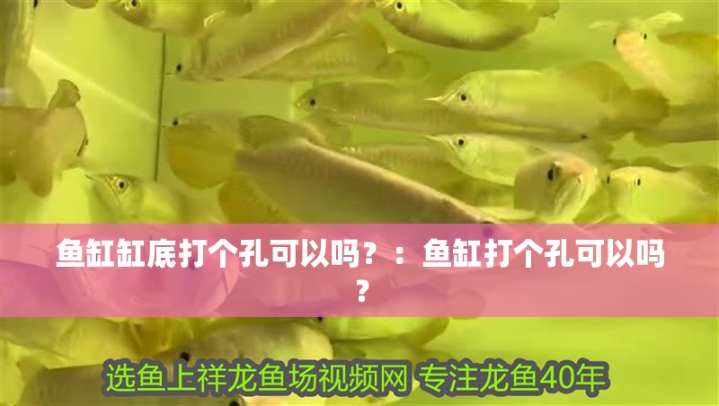 魚缸缸底打個孔可以嗎？：魚缸打個孔可以嗎？