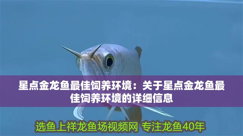 星點(diǎn)金龍魚最佳飼養(yǎng)環(huán)境：關(guān)于星點(diǎn)金龍魚最佳飼養(yǎng)環(huán)境的詳細(xì)信息