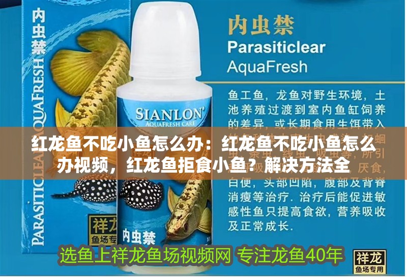 紅龍魚不吃小魚怎么辦：紅龍魚不吃小魚怎么辦視頻，紅龍魚拒食小魚？解決方法全 紅龍魚不吃小魚怎么辦：紅龍魚不吃小魚怎么辦視頻，紅龍魚拒食小魚？解決方法全 水族問答