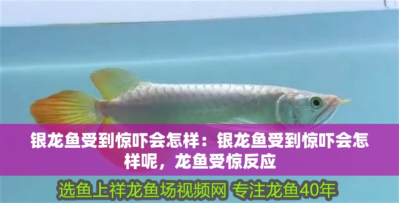 銀龍魚受到驚嚇會怎樣：銀龍魚受到驚嚇會怎樣呢，龍魚受驚反應