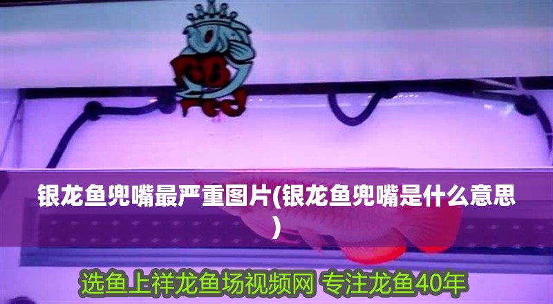 銀龍魚兜嘴最嚴重圖片(銀龍魚兜嘴是什么意思)