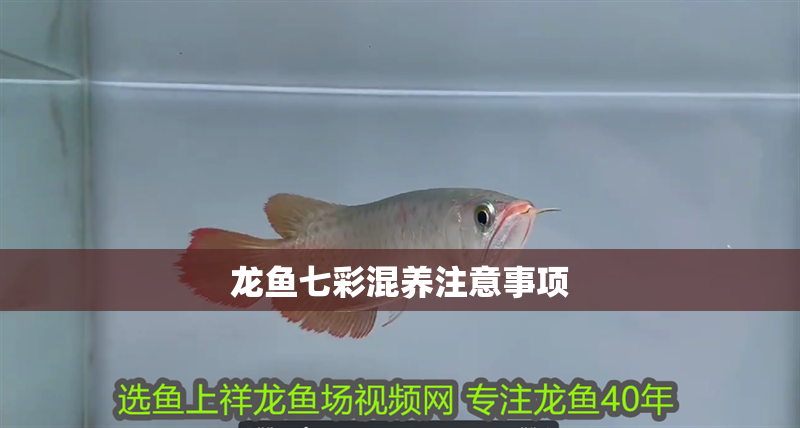 龍魚七彩混養注意事項 龍魚七彩混養注意事項 龍魚百科
