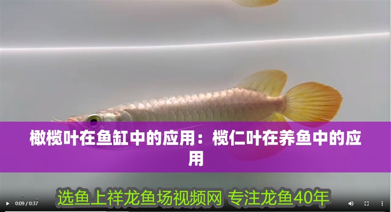 橄欖葉在魚缸中的應用：欖仁葉在養魚中的應用 橄欖葉在魚缸中的應用：欖仁葉在養魚中的應用 魚缸百科