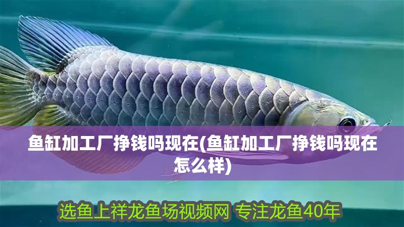 魚缸加工廠掙錢嗎現在(魚缸加工廠掙錢嗎現在怎么樣)