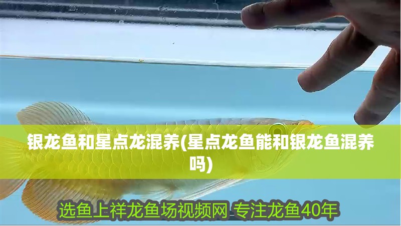 銀龍魚和星點龍混養(星點龍魚能和銀龍魚混養嗎) 銀龍魚和星點龍混養(星點龍魚能和銀龍魚混養嗎) 銀龍魚百科
