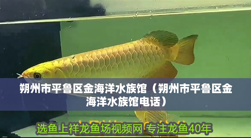 朔州市平魯區金海洋水族館（朔州市平魯區金海洋水族館電話）