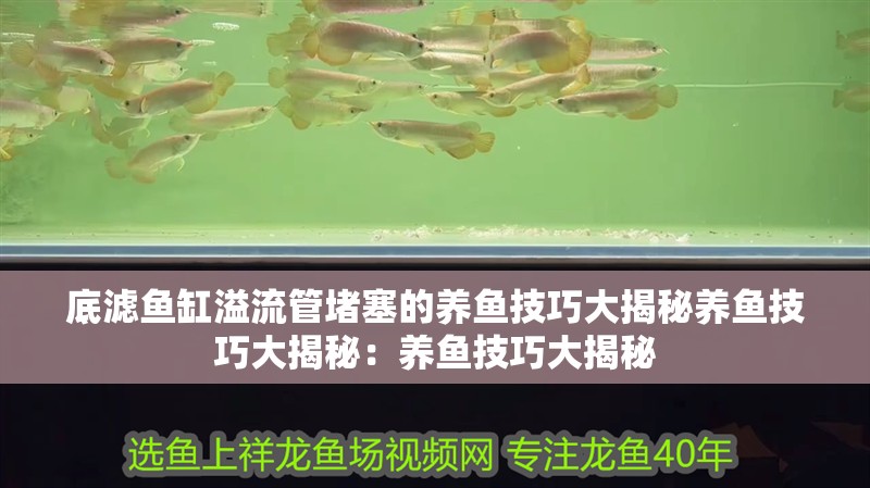 魚缸用增氧泵價格是多少:魚缸增氧機-xtrac增氧機-xtrac增氧機 底濾魚缸溢流管堵塞的養魚技巧大揭秘養魚技巧大揭秘:養魚技巧大揭秘 魚缸百科 底濾魚缸溢流管堵塞的養魚技巧大揭秘養魚技巧大揭秘:養魚技巧大揭秘 底濾魚缸溢流管堵塞的養魚技巧大揭秘養魚技巧大揭秘:養魚技巧大揭秘 魚缸百科