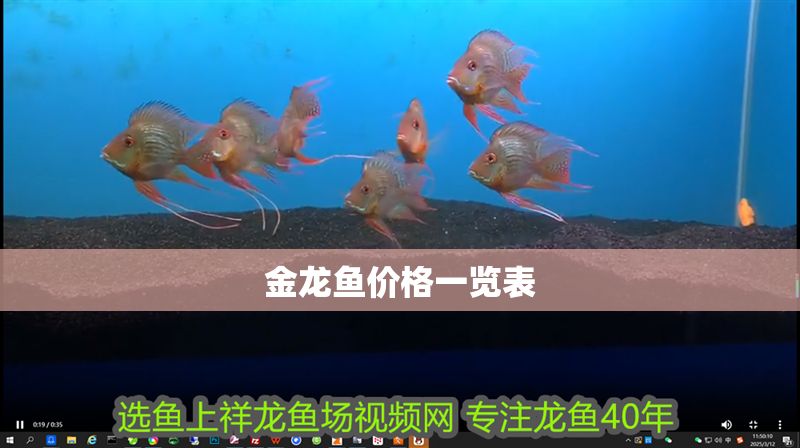 金龍魚價格一覽表