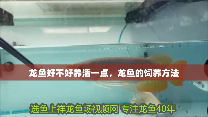 龍魚好不好養(yǎng)活一點(diǎn)，龍魚的飼養(yǎng)方法