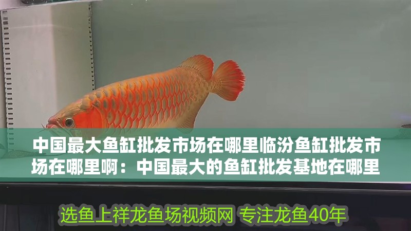 中國最大魚缸批發市場在哪里臨汾魚缸批發市場在哪里啊：中國最大的魚缸批發基地在哪里？