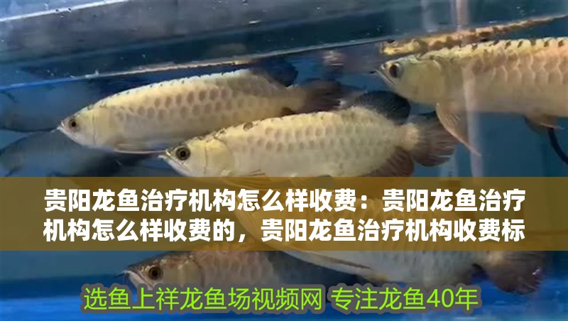 貴陽龍魚治療機構怎么樣收費：貴陽龍魚治療機構怎么樣收費的，貴陽龍魚治療機構收費標準全解析