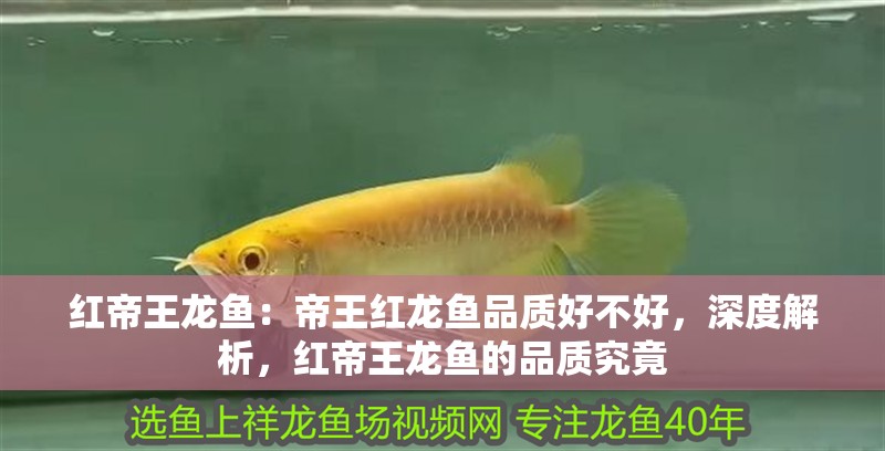 紅帝王龍魚：帝王紅龍魚品質好不好，深度解析，紅帝王龍魚的品質究竟 紅帝王龍魚：帝王紅龍魚品質好不好，深度解析，紅帝王龍魚的品質究竟 水族問答