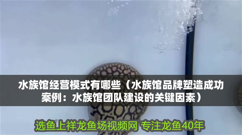 水族館經(jīng)營模式有哪些（水族館品牌塑造成功案例：水族館團(tuán)隊建設(shè)的關(guān)鍵因素） 水族館經(jīng)營模式有哪些（水族館品牌塑造成功案例：水族館團(tuán)隊建設(shè)的關(guān)鍵因素） 水族館百科（水族館加盟） 第1張
