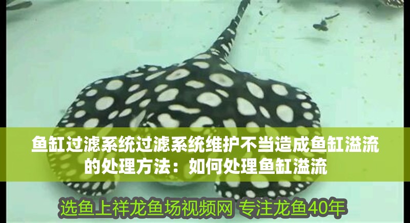 魚缸過濾系統過濾系統維護不當造成魚缸溢流的處理方法：如何處理魚缸溢流