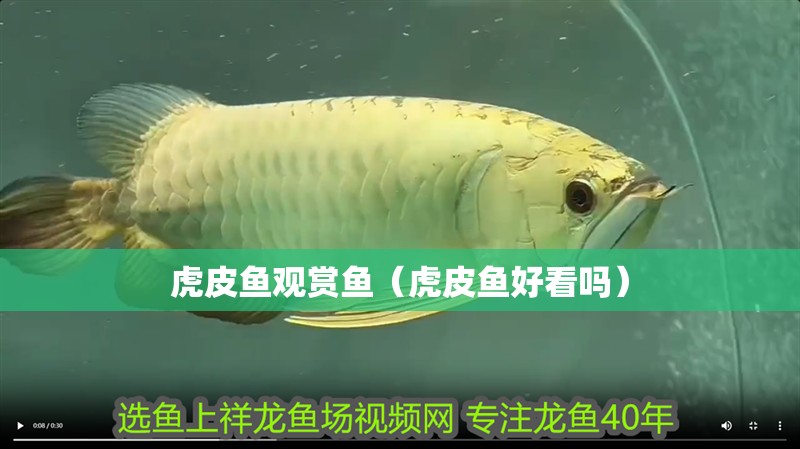 虎皮魚觀賞魚（虎皮魚好看嗎）