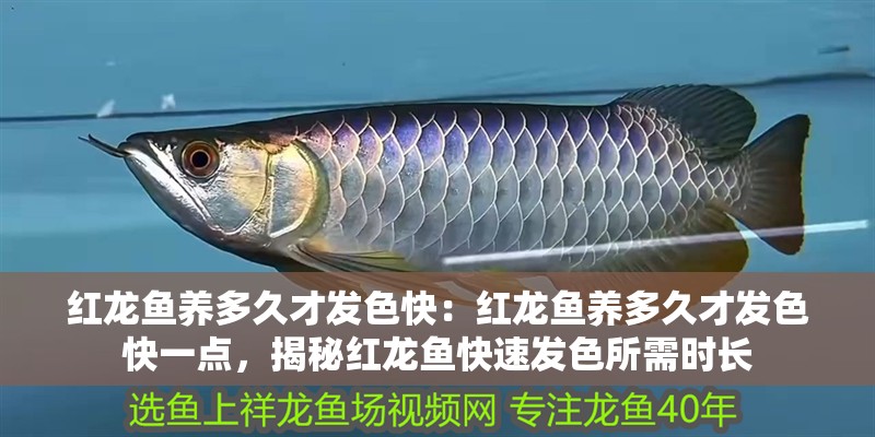紅龍魚養多久才發色快：紅龍魚養多久才發色快一點，揭秘紅龍魚快速發色所需時長