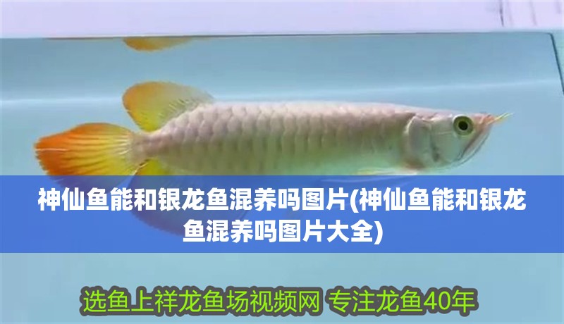 印尼虎魚多少溫度飼養最好:印尼虎魚多少溫度飼養最好印尼虎魚多少溫度飼養最好 神仙魚能和銀龍魚混養嗎圖片(神仙魚能和銀龍魚混養嗎圖片大全) 銀龍魚百科 神仙魚能和銀龍魚混養嗎圖片(神仙魚能和銀龍魚混養嗎圖片大全) 神仙魚能和銀龍魚混養嗎圖片(神仙魚能和銀龍魚混養嗎圖片大全) 銀龍魚百科