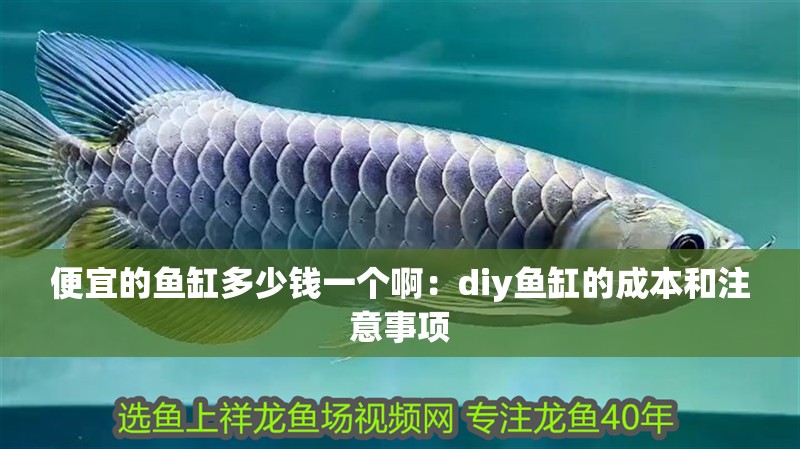 便宜的魚缸多少錢一個啊：diy魚缸的成本和注意事項
