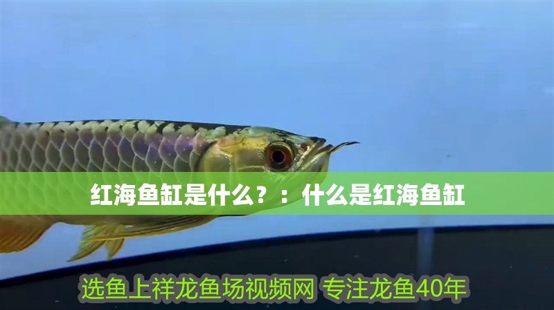 紅海魚缸是什么？：什么是紅海魚缸