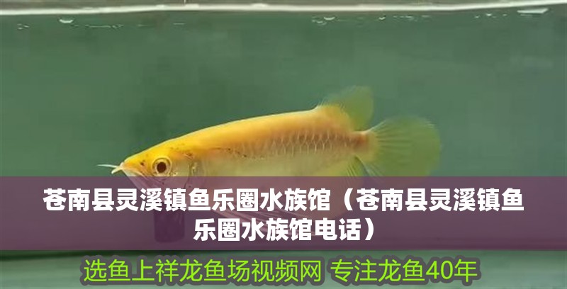 蒼南縣靈溪鎮魚樂圈水族館（蒼南縣靈溪鎮魚樂圈水族館電話）