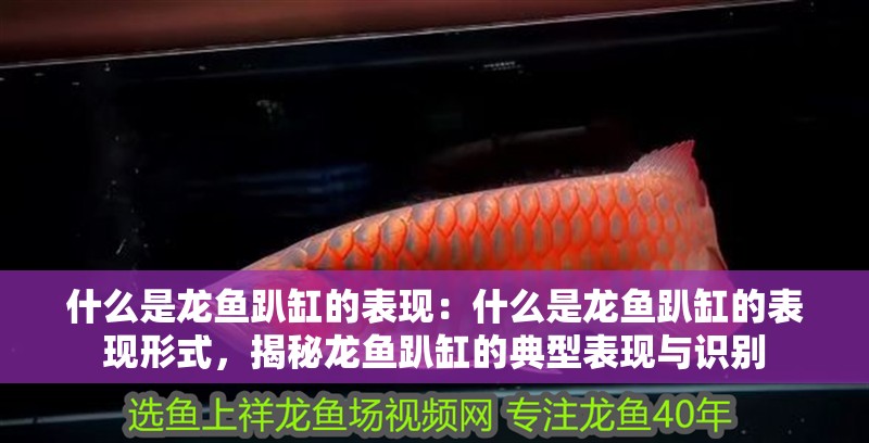 什么是龍魚趴缸的表現：什么是龍魚趴缸的表現形式，揭秘龍魚趴缸的典型表現與識別