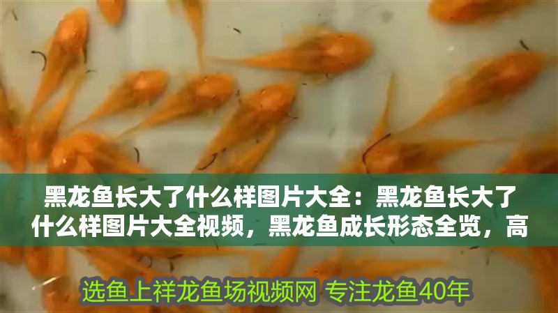 黑龍魚長大了什么樣圖片大全：黑龍魚長大了什么樣圖片大全視頻，黑龍魚成長形態(tài)全覽，高清圖片與視頻合集 黑龍魚長大了什么樣圖片大全：黑龍魚長大了什么樣圖片大全視頻，黑龍魚成長形態(tài)全覽，高清圖片與視頻合集 水族問答